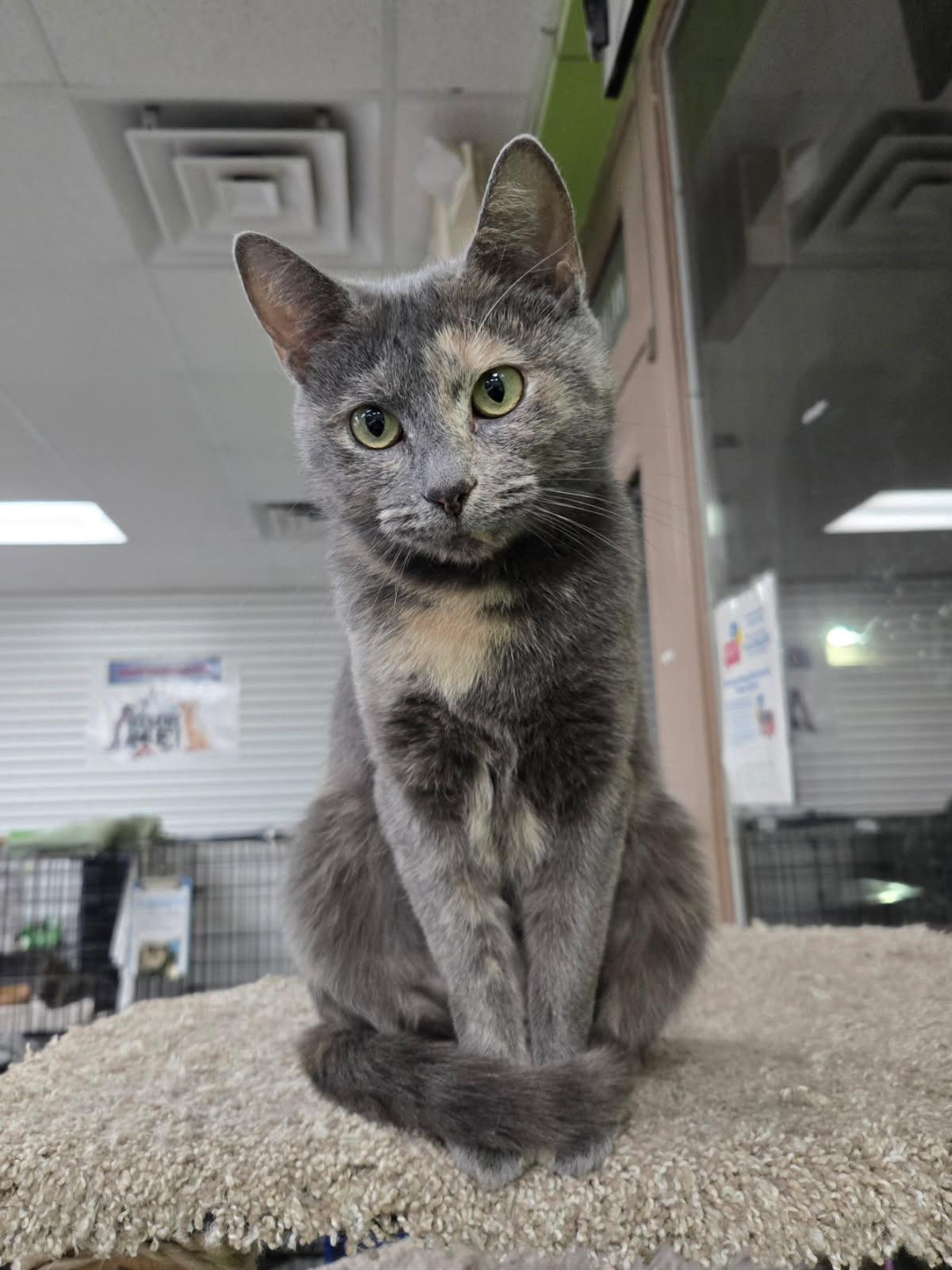 Harlow, Adoptable, Adult Female Domestic Short Hair.