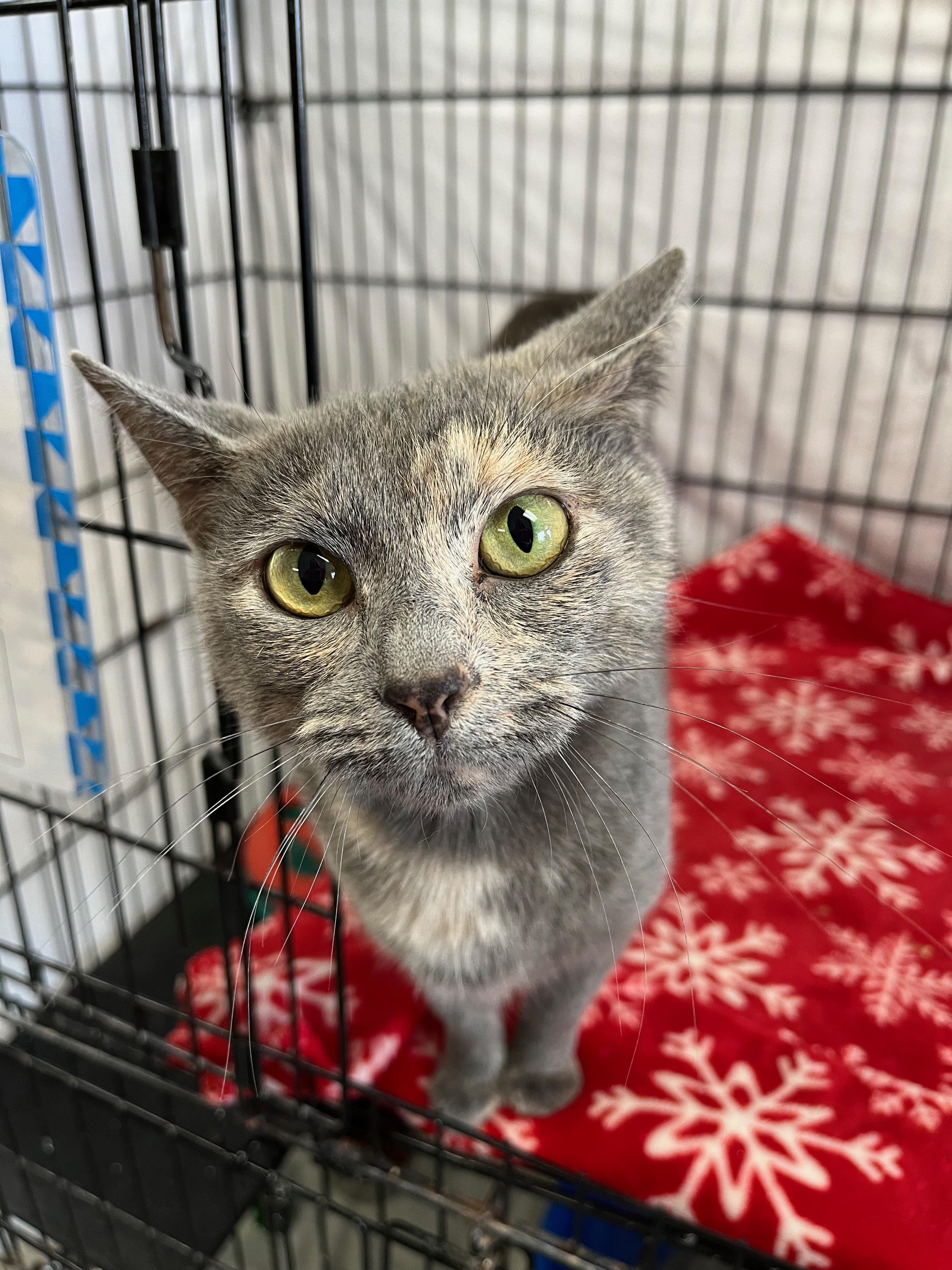 Enlarge Harlow, a Adoptable Domestic Short Hair in Richmond, KY image 4/6