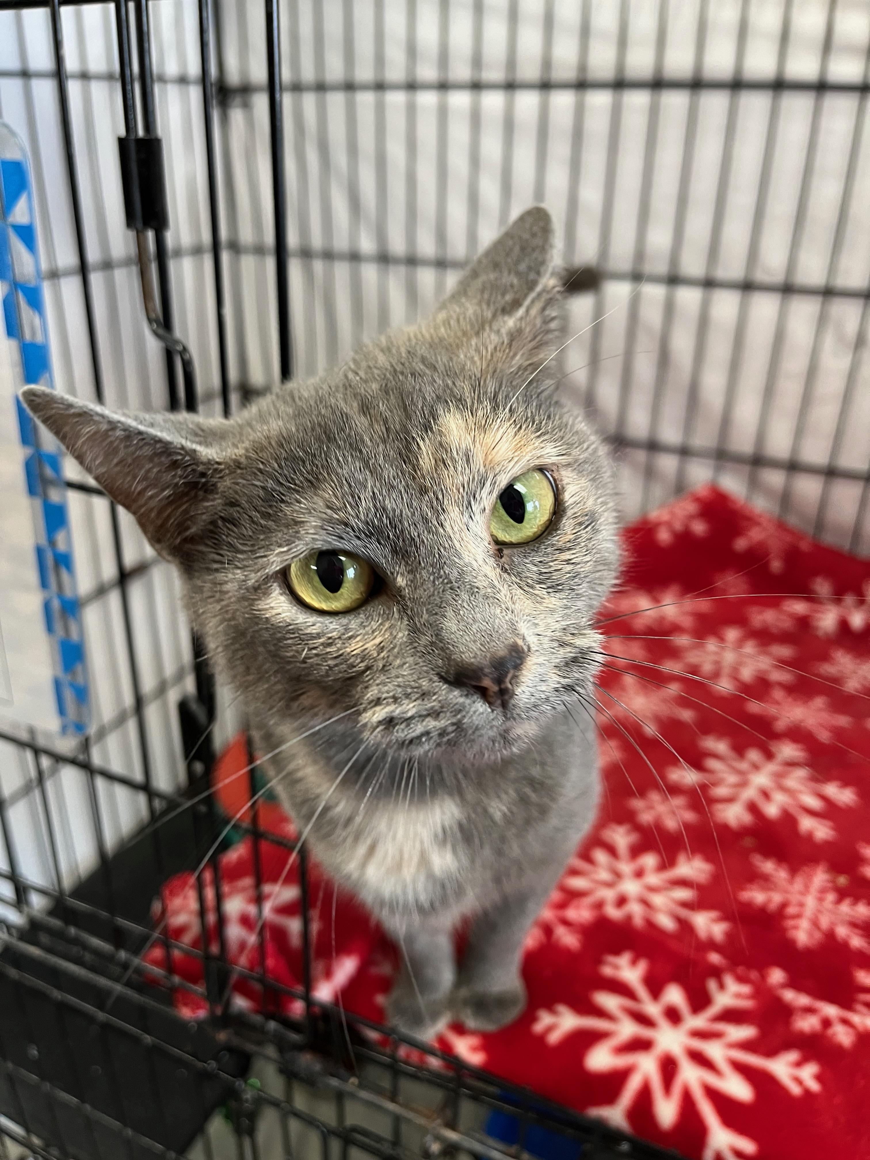 Enlarge Harlow, a Adoptable Domestic Short Hair in Richmond, KY image 5/6