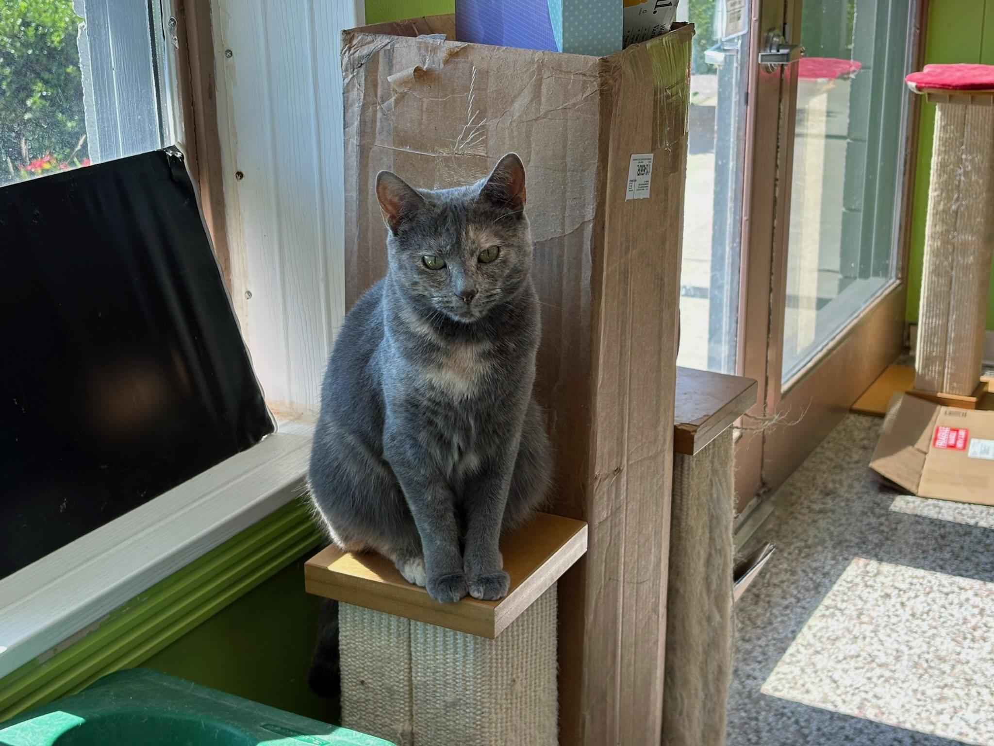 Enlarge Harlow, a Adoptable Domestic Short Hair in Richmond, KY image 6/6