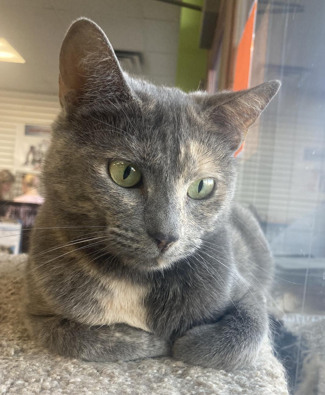 Harlow, Adoptable, Adult Female Domestic Short Hair.