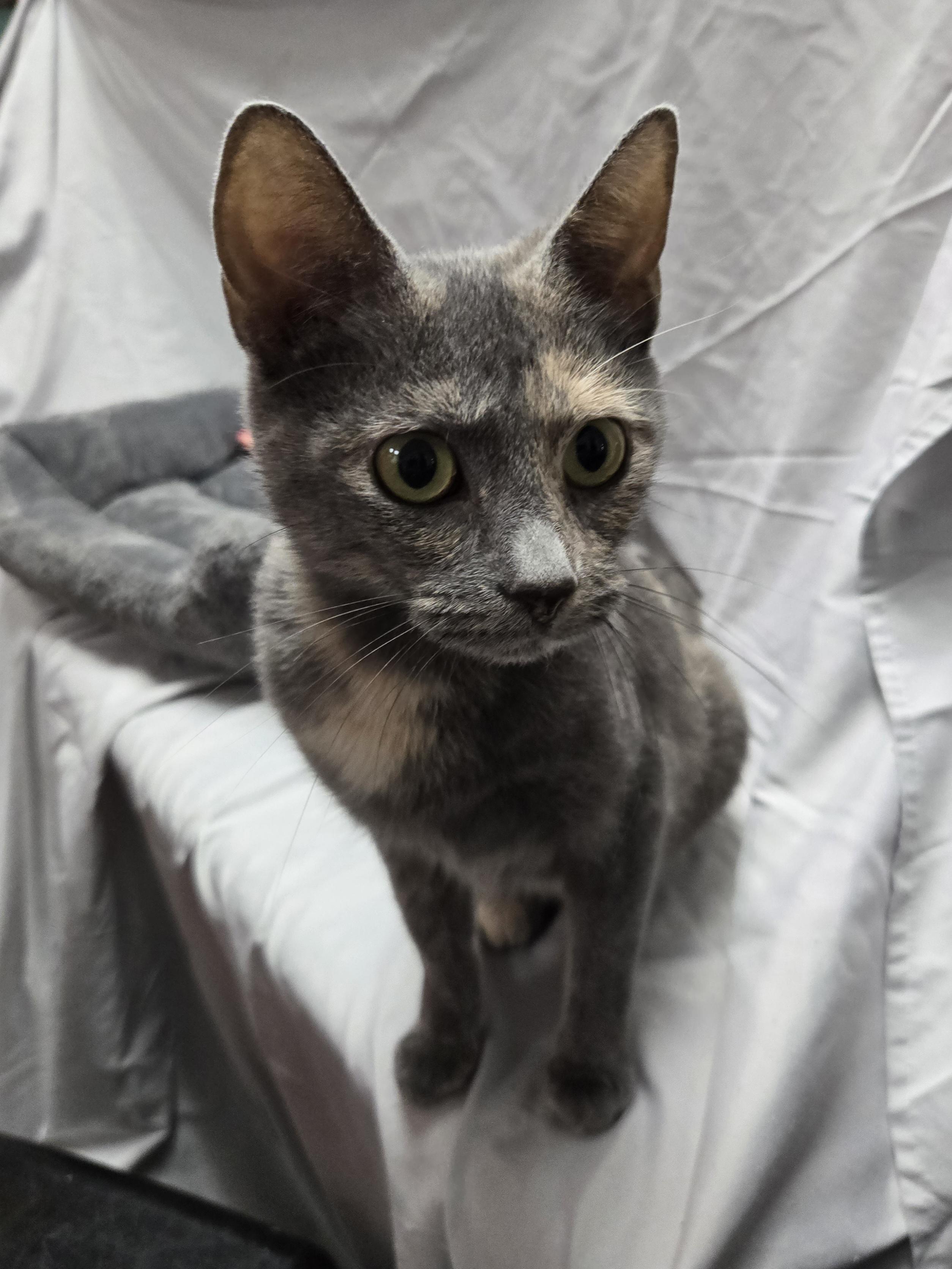 Enlarge Harlow, a Adoptable Domestic Short Hair in Richmond, KY image 6/6