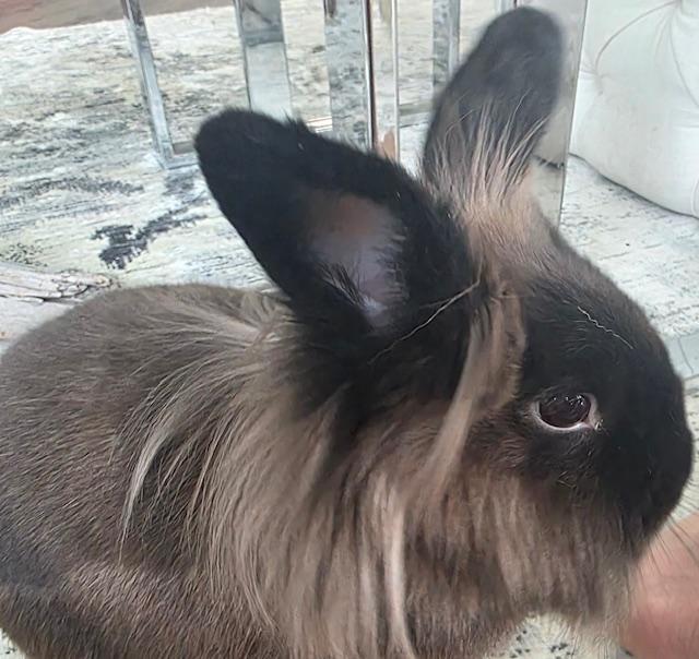 Twilight (South Surrey), adopted, Young Male Lionhead & Dwarf.