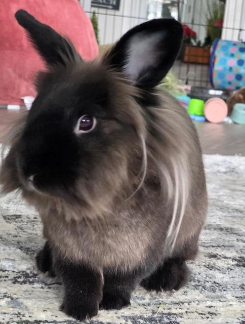 Enlarge Twilight (South Surrey), an adopted mixed breed in Vancouver, BC image 2/2