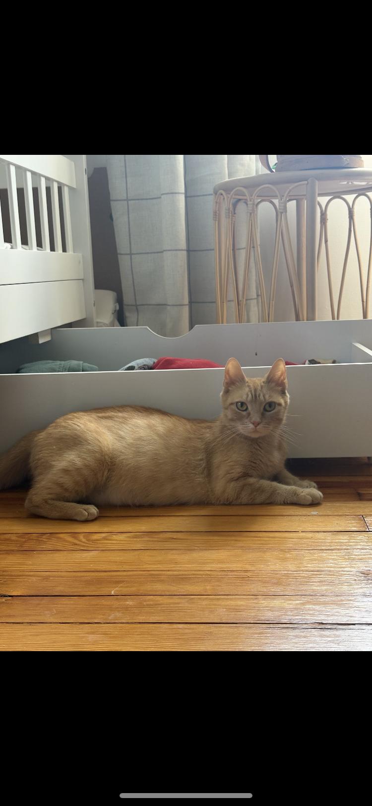 Enlarge Elsa, a Adoptable Domestic Short Hair in Turnersville, NJ image 1/1
