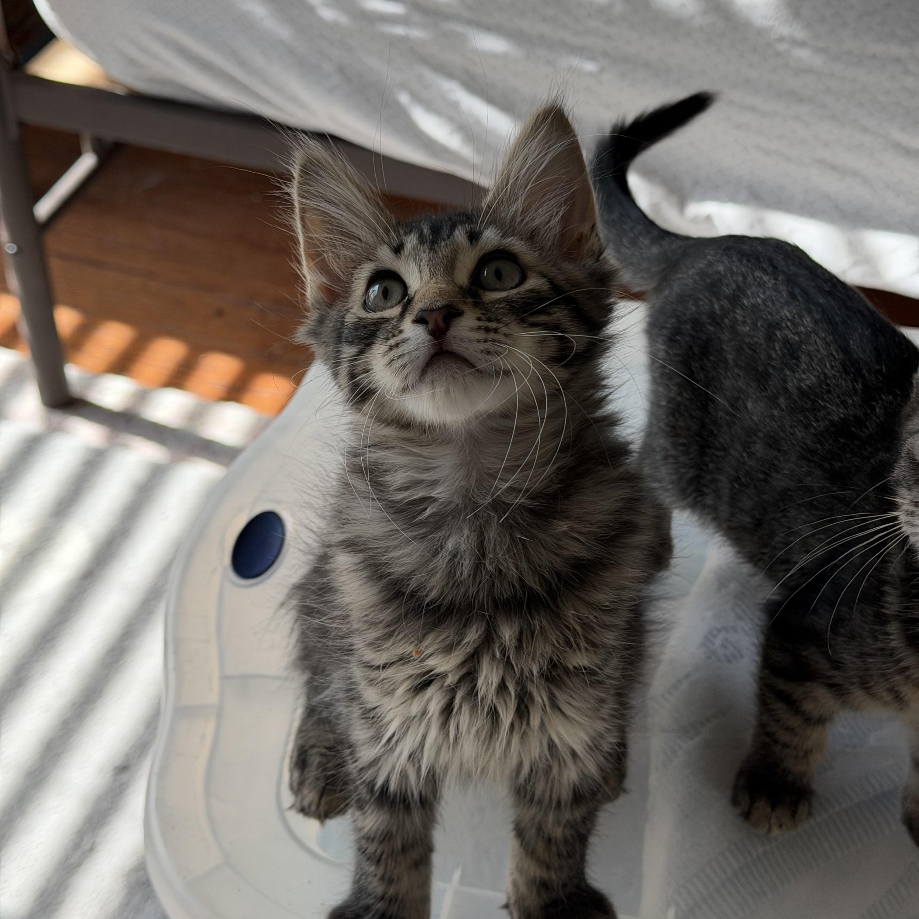 Donkey, a ADOPTABLE Domestic Short Hair in Duluth, GA image 3/3