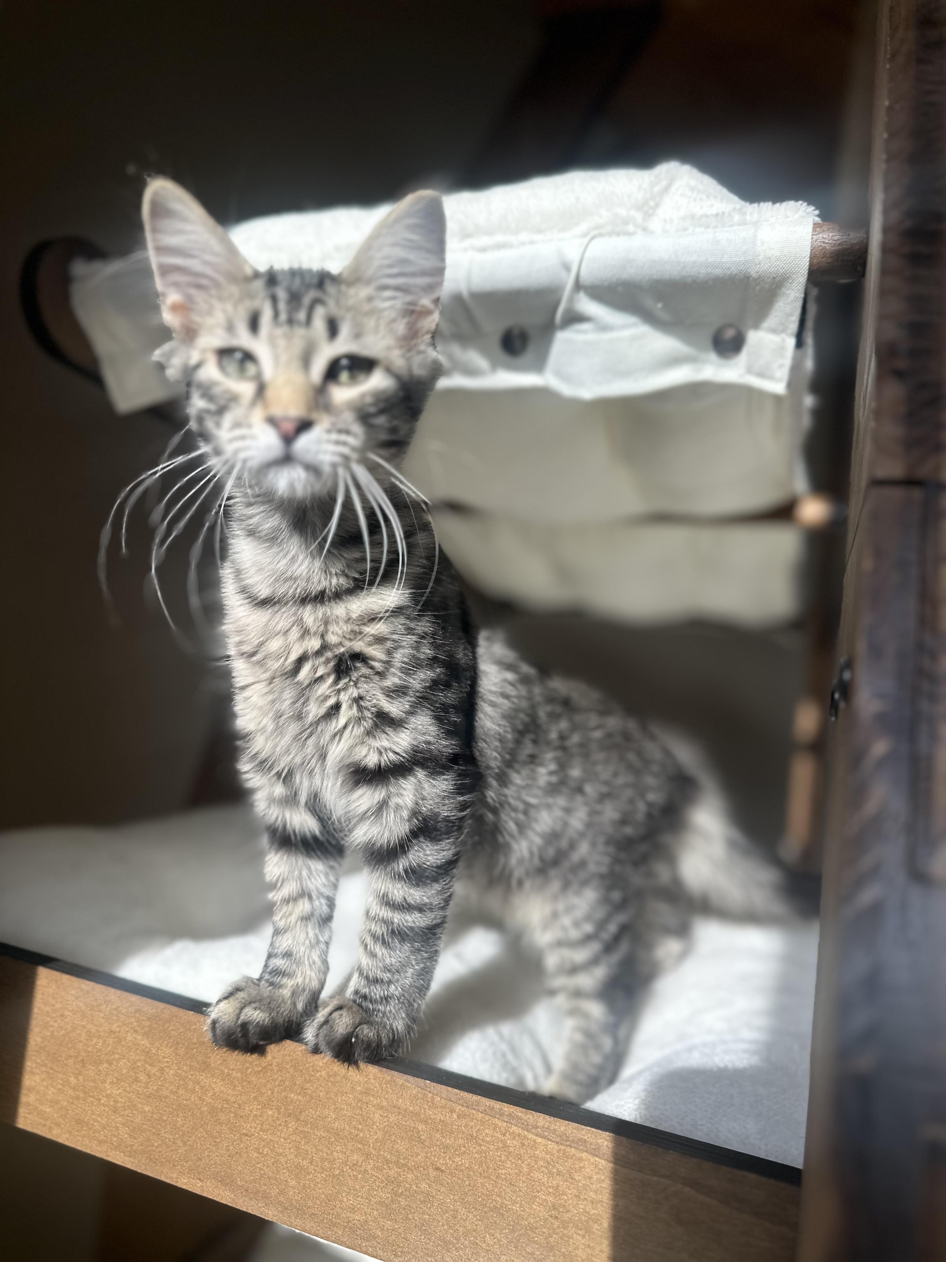 Donkey, ADOPTABLE, Kitten Male Domestic Short Hair.