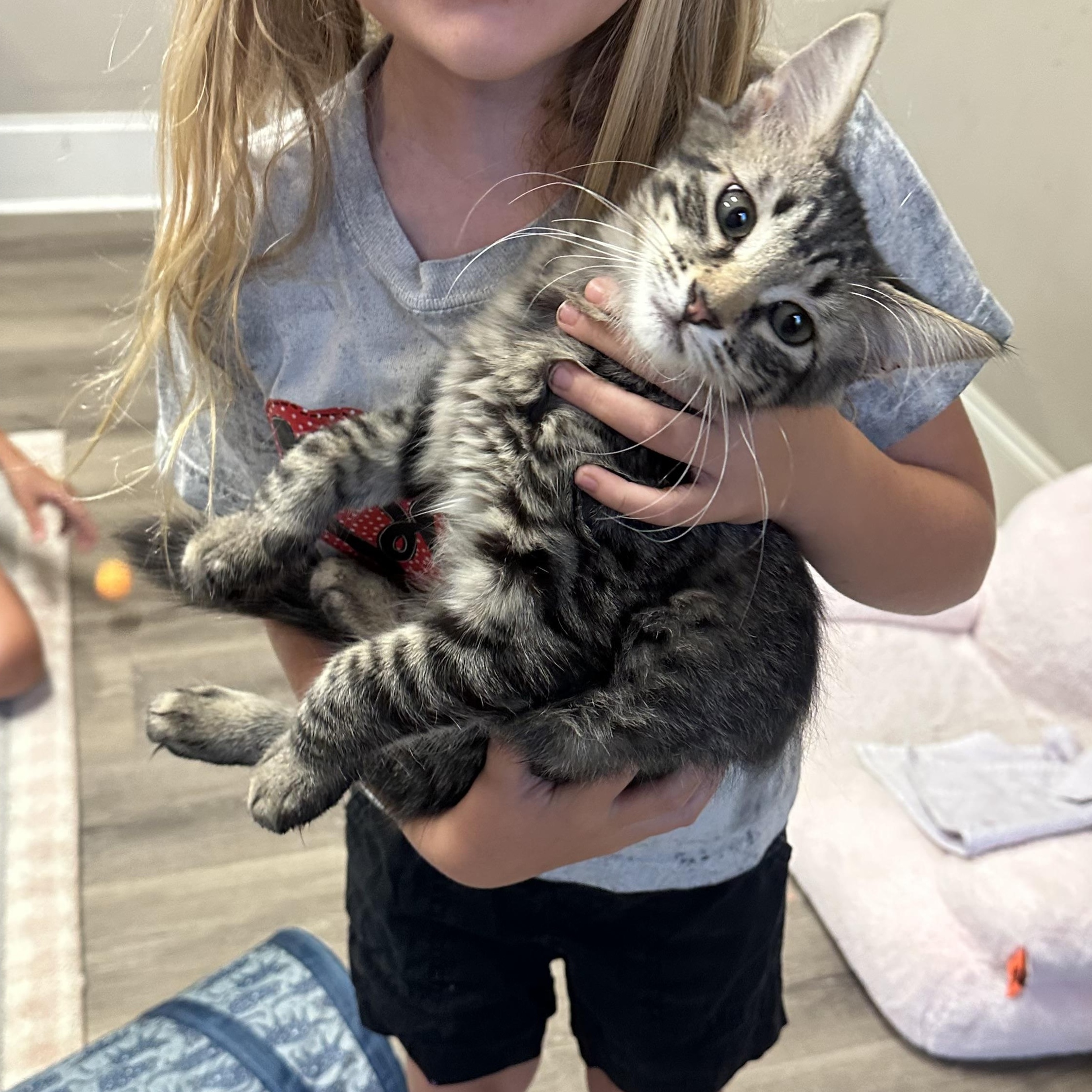 Donkey, a ADOPTABLE Domestic Short Hair in Duluth, GA image 2/3