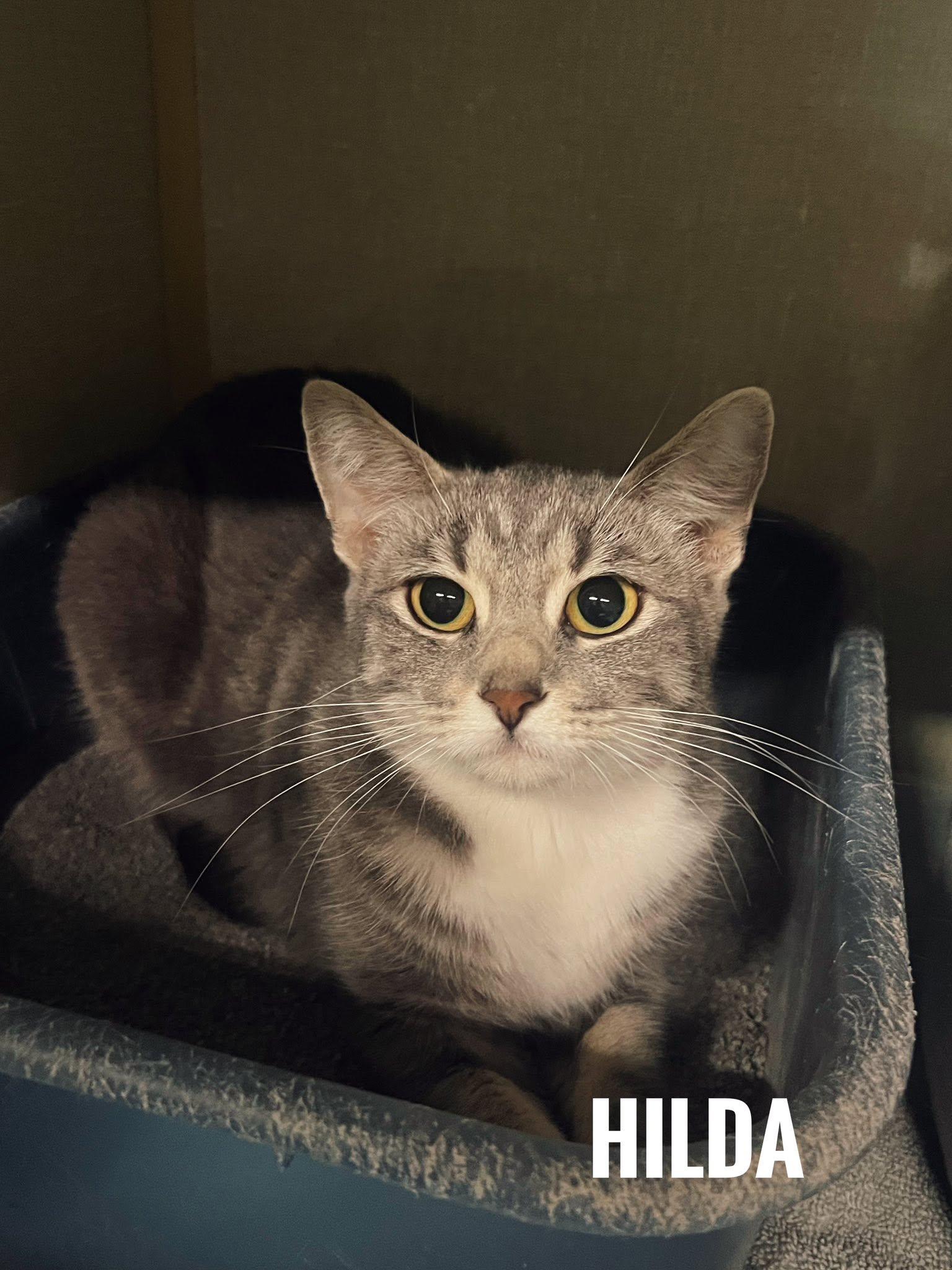Hilda, ADOPTABLE, Adult Female Domestic Short Hair.