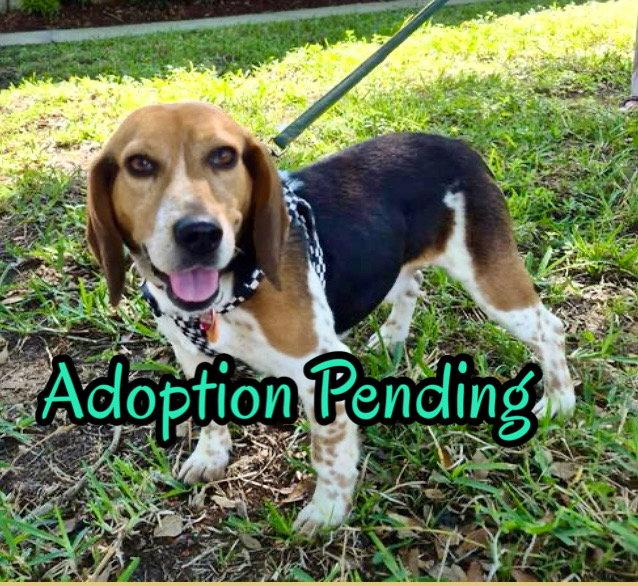 Snoop, Adoptable, Young Male Beagle.