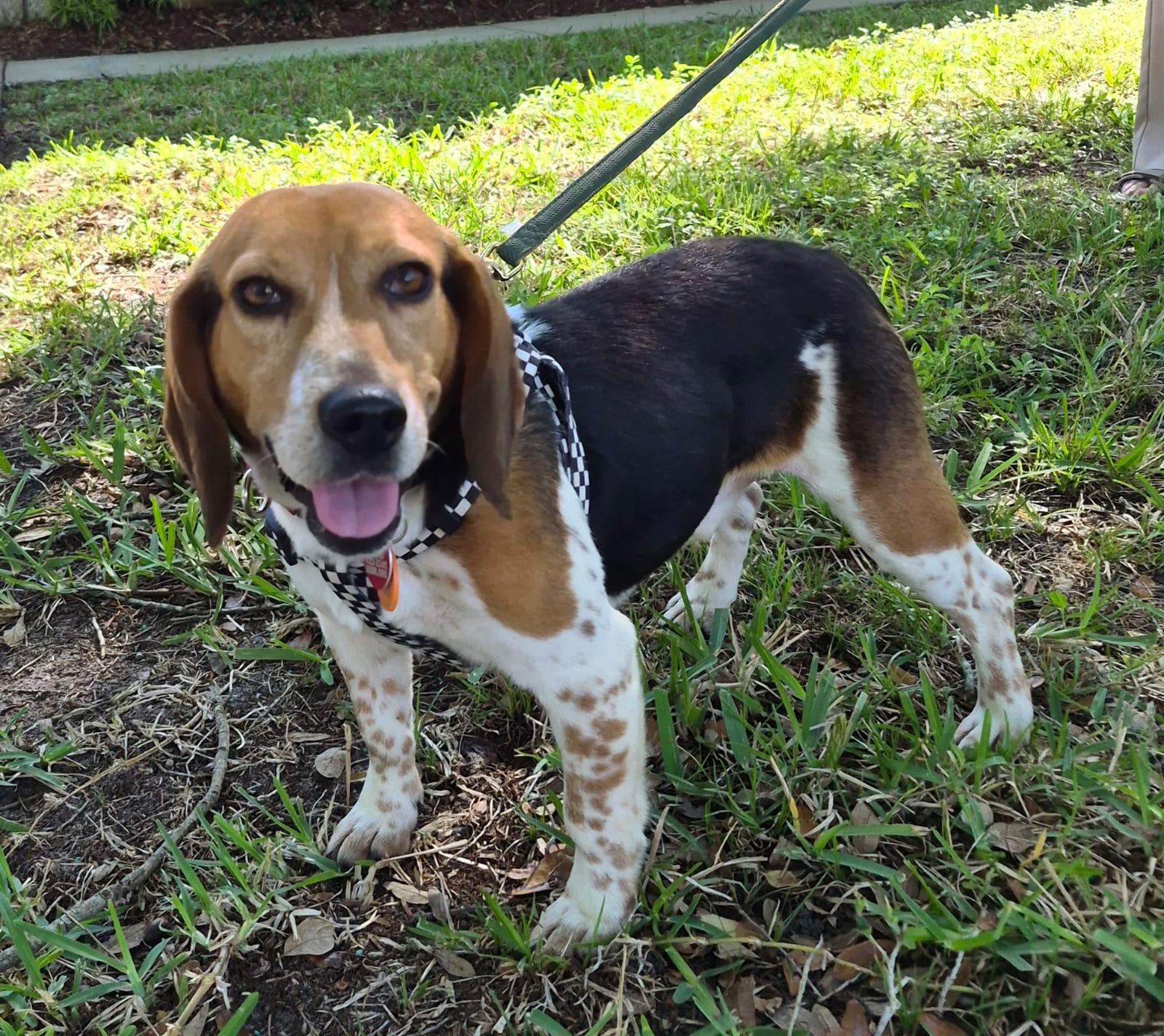 Enlarge Snoop, a Adoptable Beagle in Dunnellon, FL image 2/3