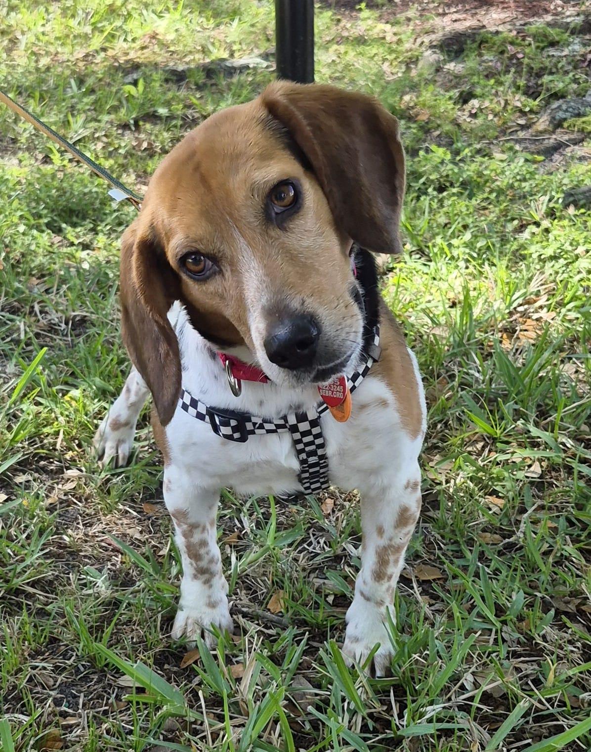 Enlarge Snoop, a Adoptable Beagle in Dunnellon, FL image 3/3
