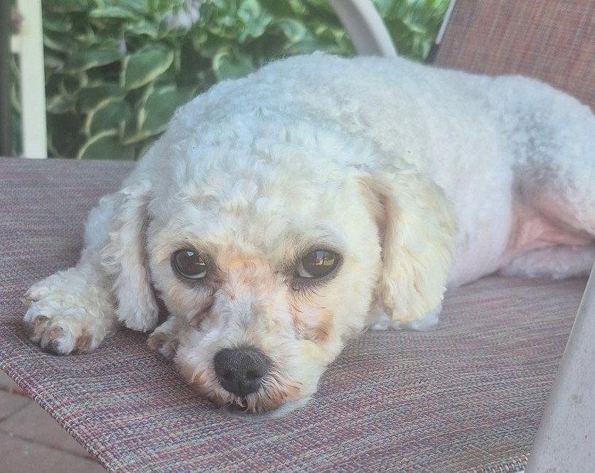 Enlarge Maddie, a Adoptable mixed breed in London, ON image 1/3