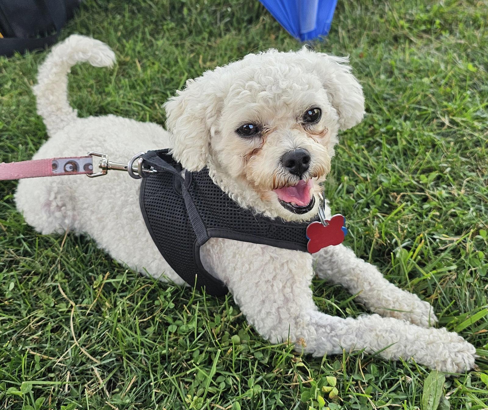 Enlarge Maddie, a Adoptable mixed breed in London, ON image 2/3