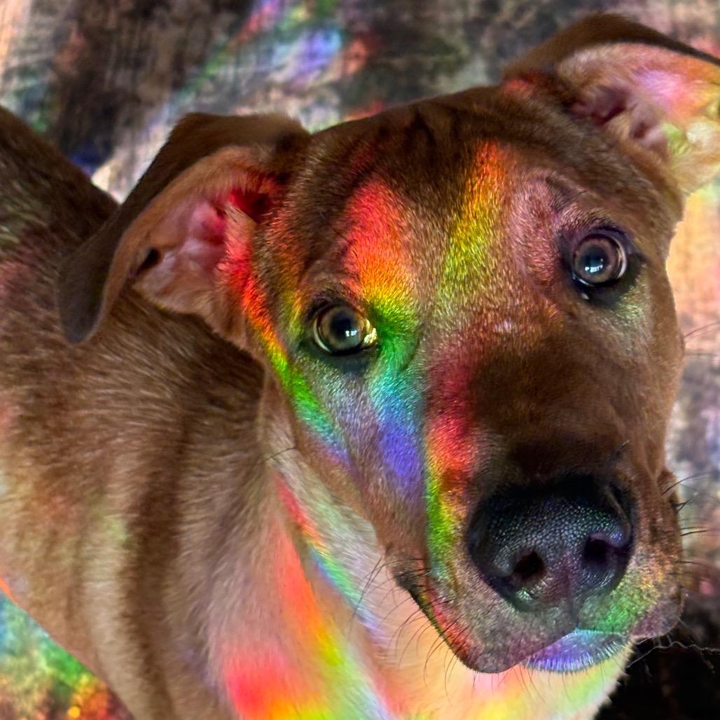 Enlarge Abe, a Adoptable Mixed Breed in Knoxville, TN image 1/4