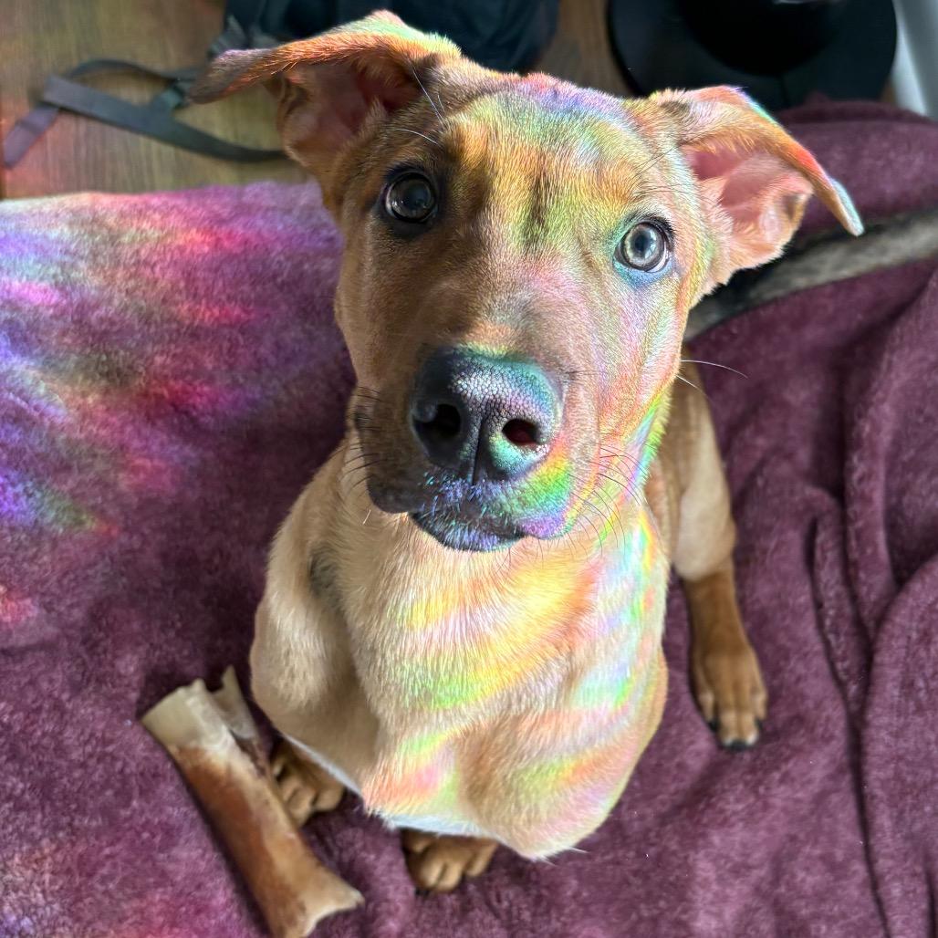 Enlarge Abe, a Adoptable Mixed Breed in Knoxville, TN image 2/4