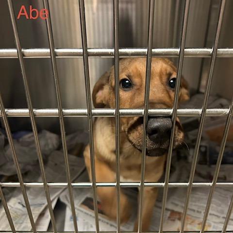 Abe, Adoptable, Puppy Male Mixed Breed.