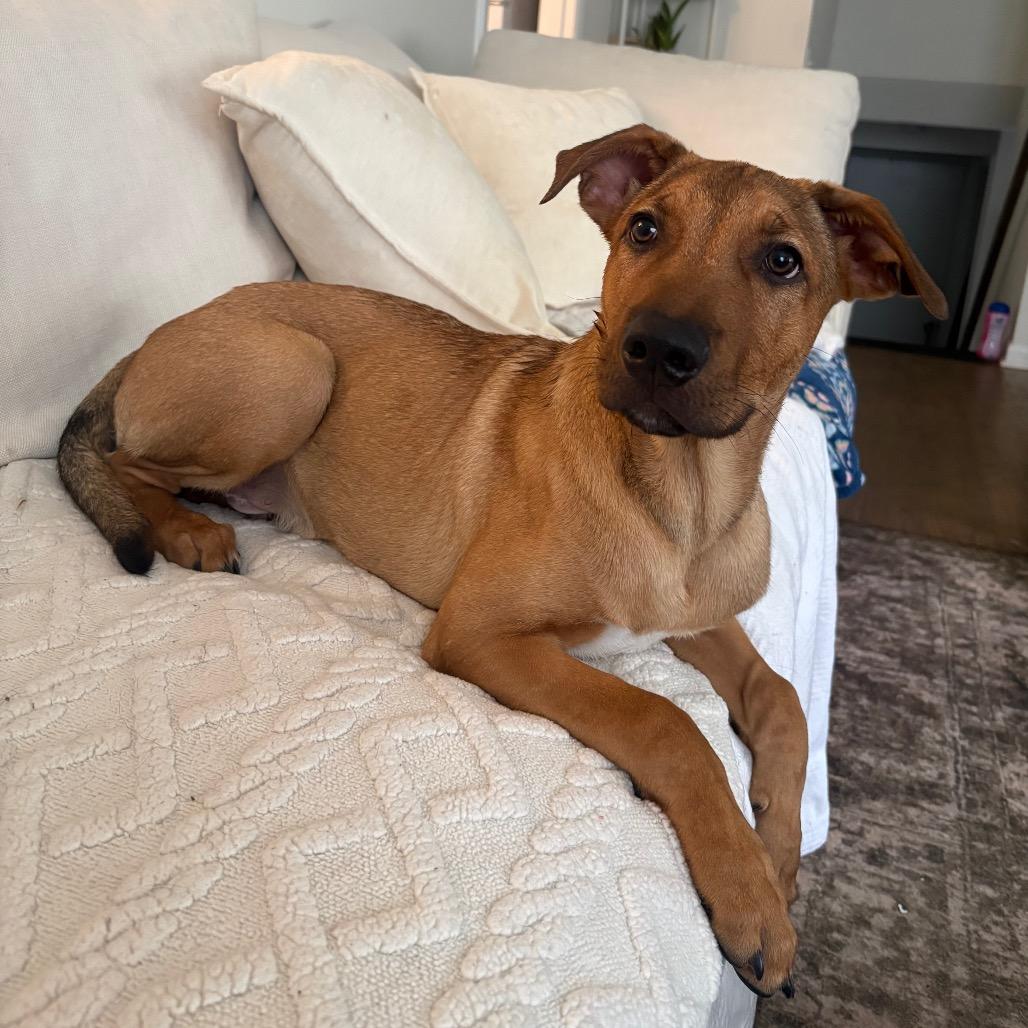 Enlarge Abe, a Adoptable Mixed Breed in Knoxville, TN image 4/4