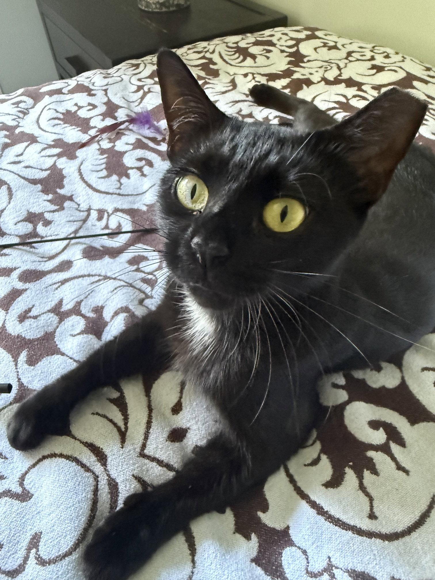 Bella, Adopted, Kitten Female Domestic Short Hair.