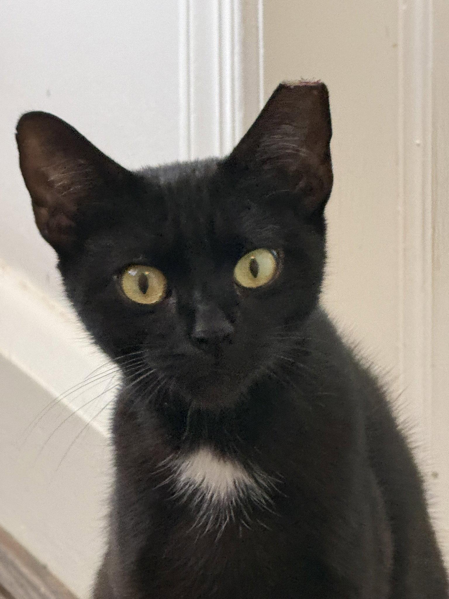 Enlarge Bella, a Adopted Domestic Short Hair in Lutherville, MD image 2/3
