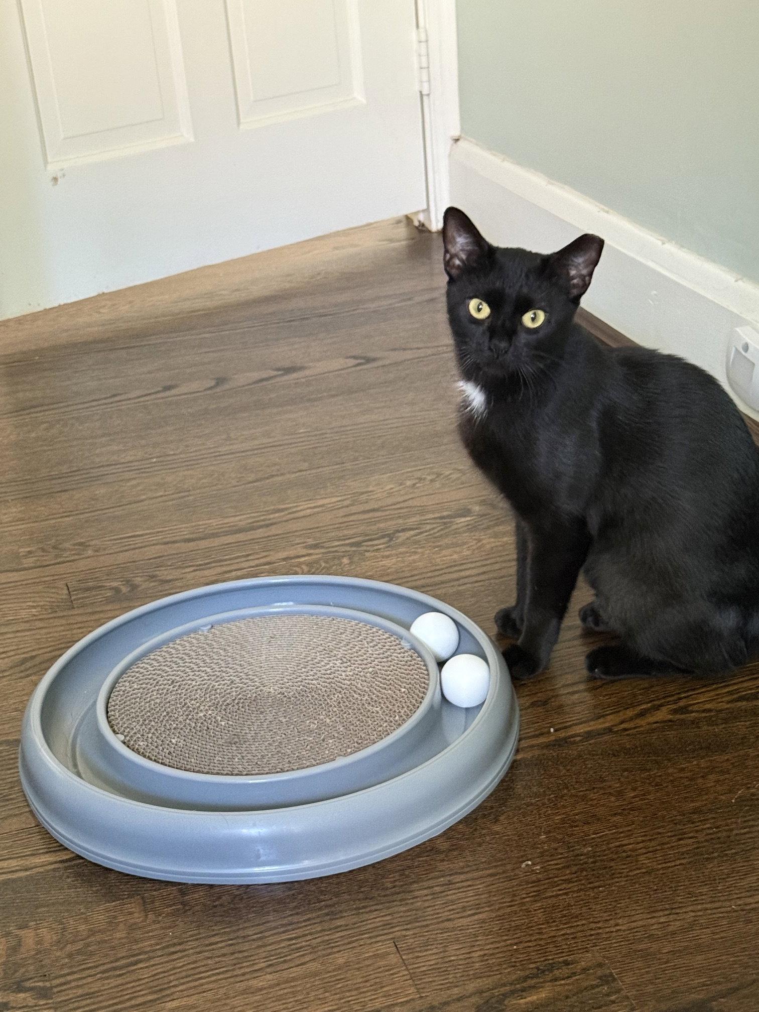 Enlarge Bella, a Adopted Domestic Short Hair in Lutherville, MD image 3/3