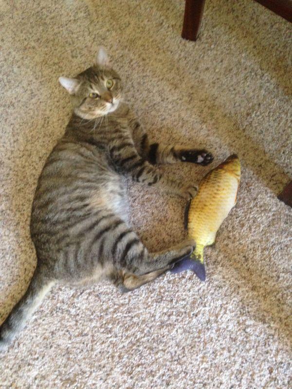 Enlarge Rodger, a Adoptable Domestic Short Hair in Albuquerque, NM image 1/6