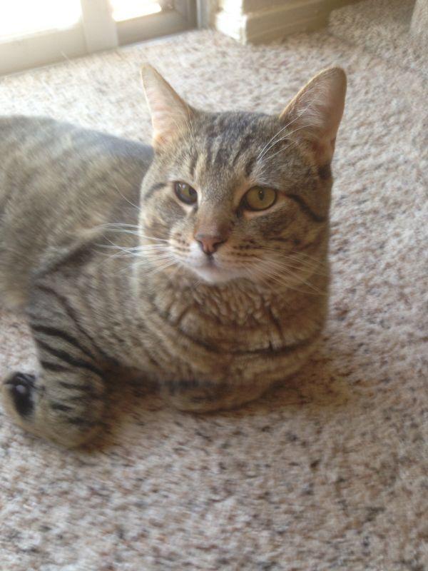 Enlarge Rodger, a Adoptable Domestic Short Hair in Albuquerque, NM image 2/6