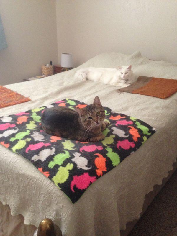 Enlarge Rodger, a Adoptable Domestic Short Hair in Albuquerque, NM image 3/6