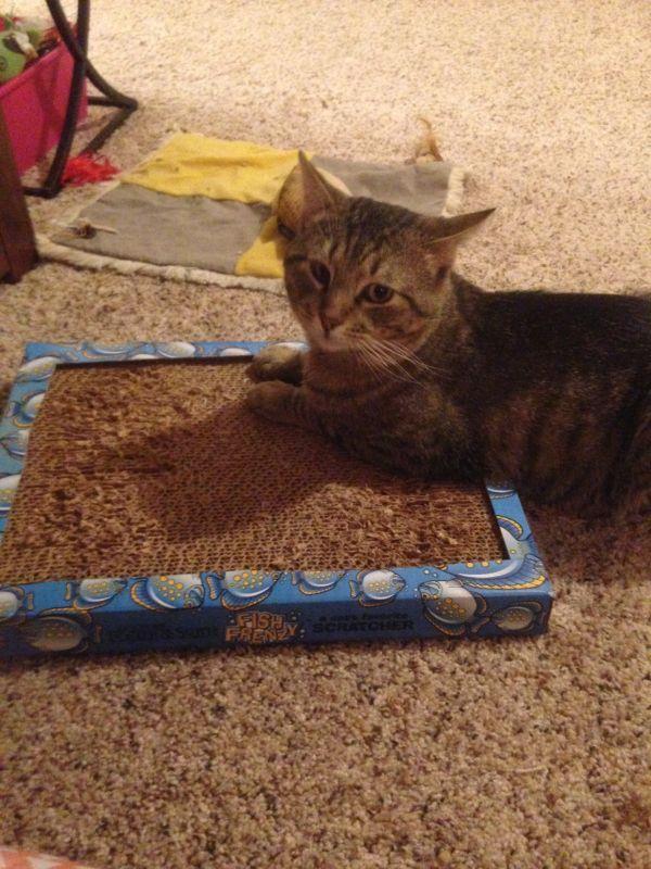 Enlarge Rodger, a Adoptable Domestic Short Hair in Albuquerque, NM image 4/6