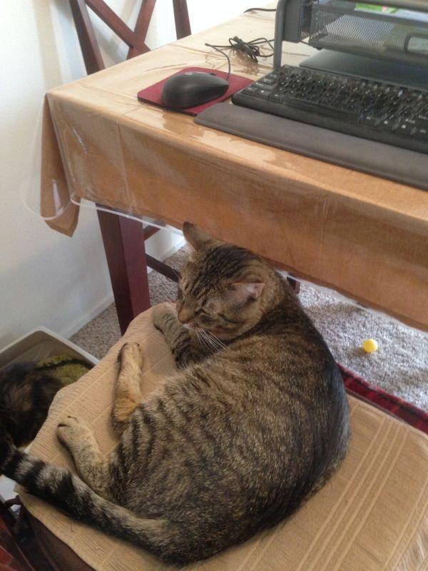 Enlarge Rodger, a Adoptable Domestic Short Hair in Albuquerque, NM image 5/6