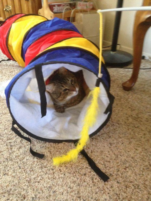 Enlarge Rodger, a Adoptable Domestic Short Hair in Albuquerque, NM image 6/6