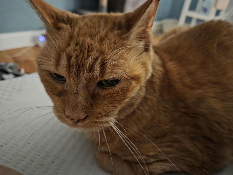 Harry, a Adoptable Domestic Short Hair in Delran, NJ image 1/3