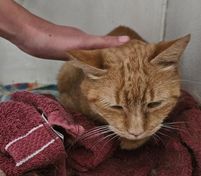 Harry, a Adoptable Domestic Short Hair in Delran, NJ image 2/3