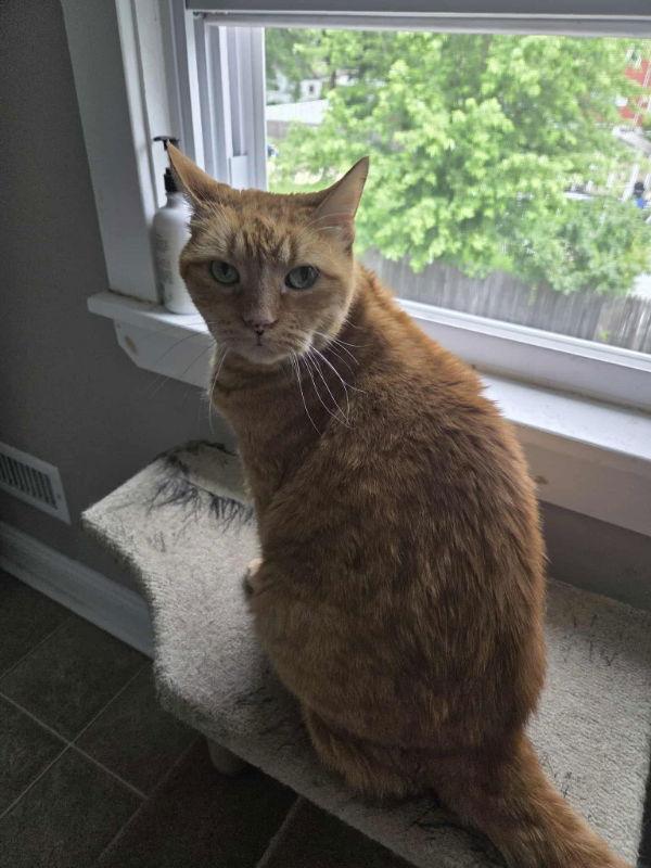 Harry, a Adoptable Domestic Short Hair in Delran, NJ image 3/3