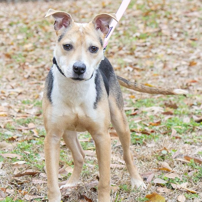 Elora, an adopted Terrier in Slidell, LA image 2/3