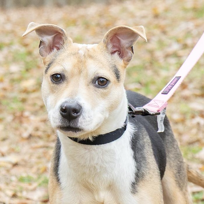 Elora, adopted, Young Female Terrier.