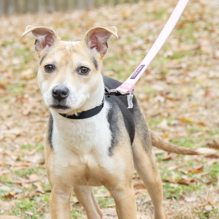 Elora, an adopted Terrier in Slidell, LA image 3/3