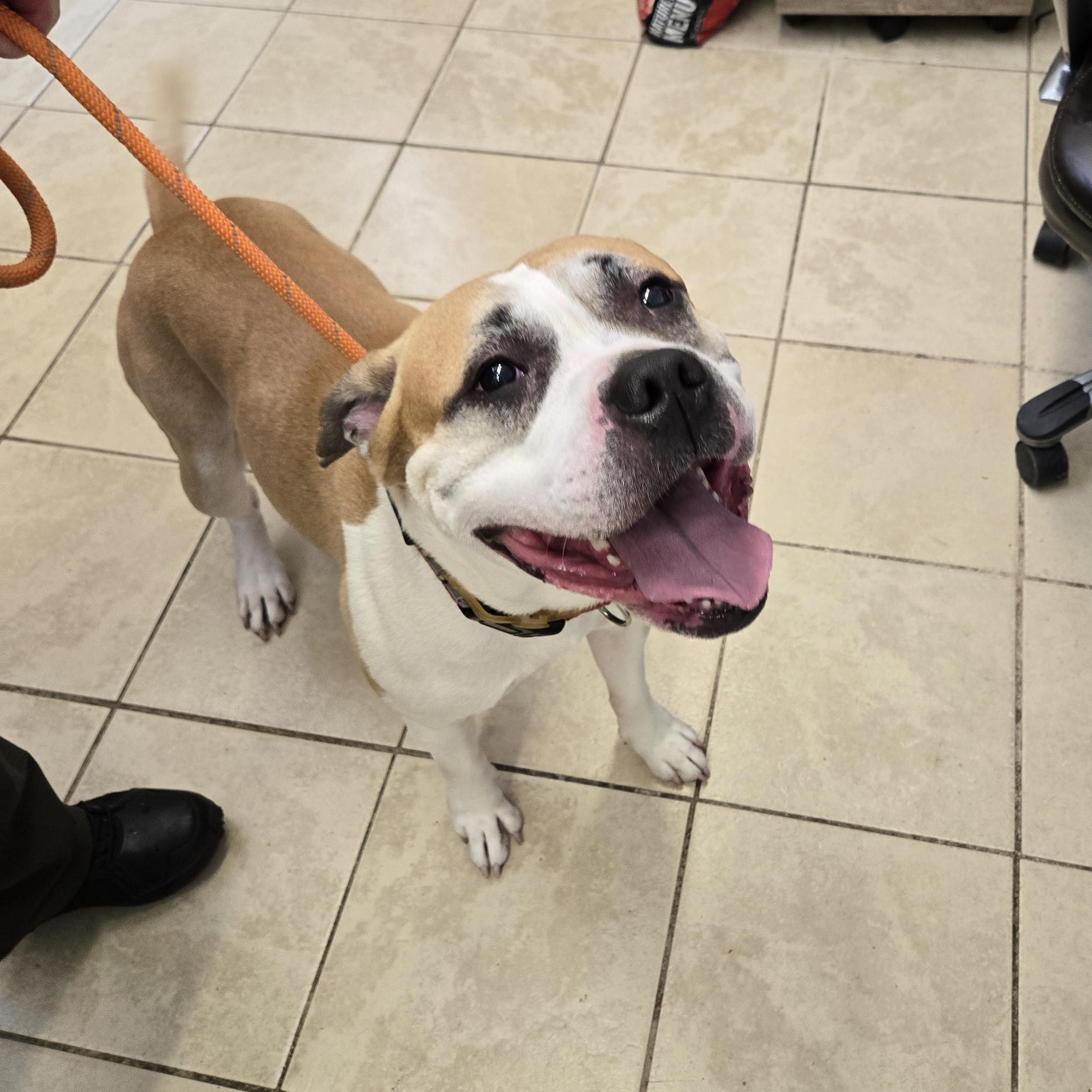 Tucker, ADOPTABLE, Adult Male American Bully.