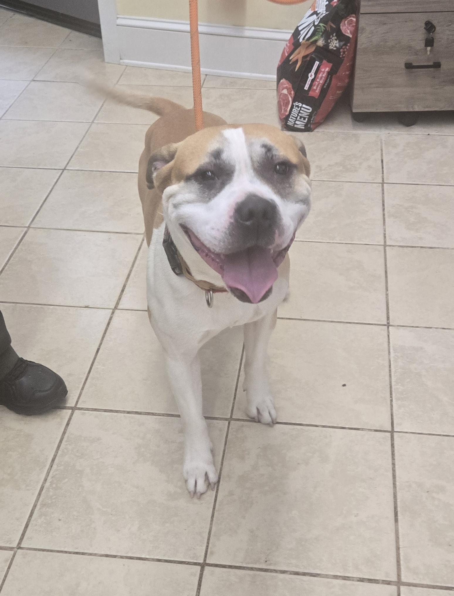 Enlarge Tucker, a ADOPTABLE American Bully in East Haven, CT image 3/3
