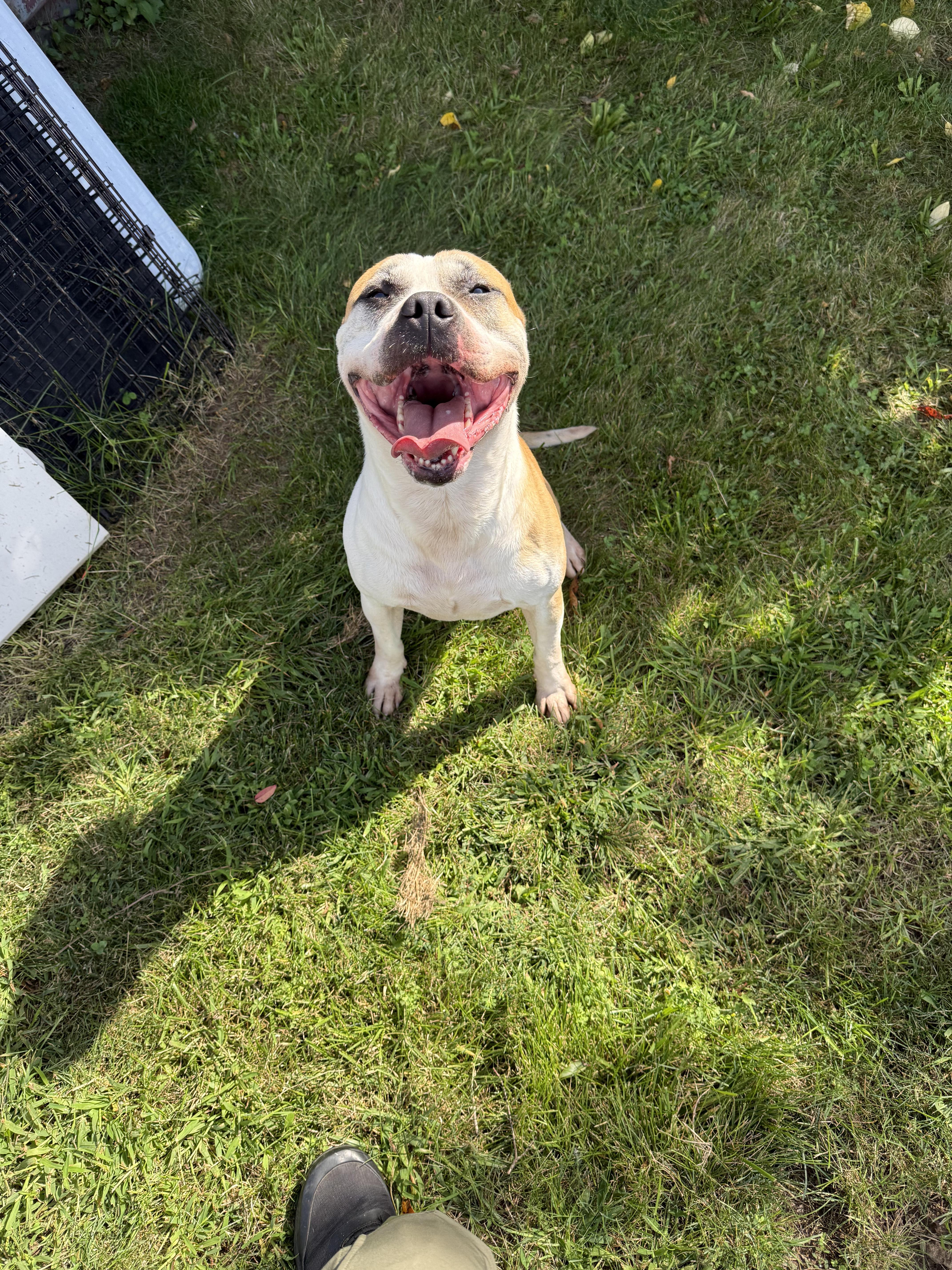Enlarge Tucker, a Adoptable American Bully in East Haven, CT image 3/6