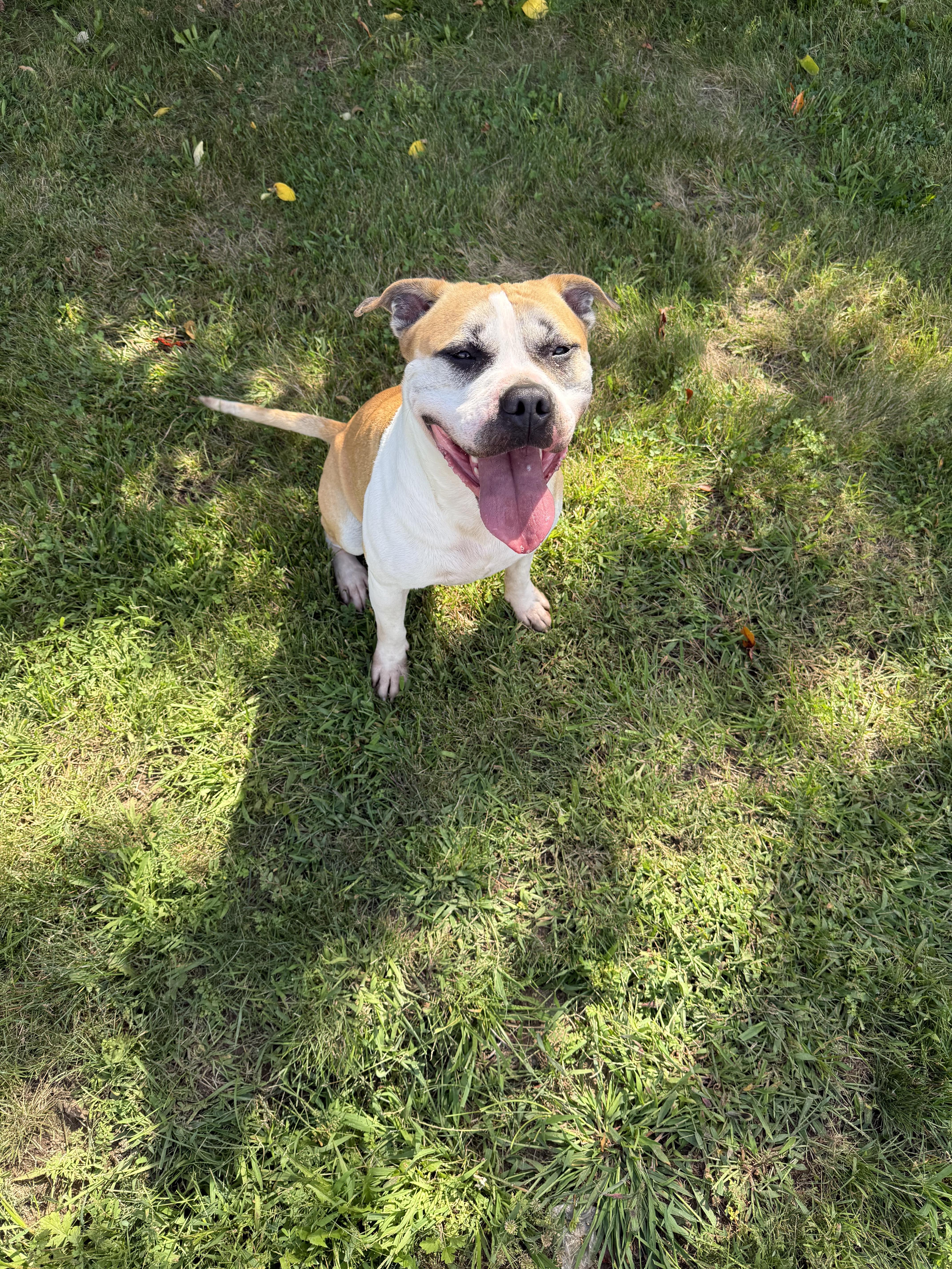 Enlarge Tucker, a Adoptable American Bully in East Haven, CT image 2/6
