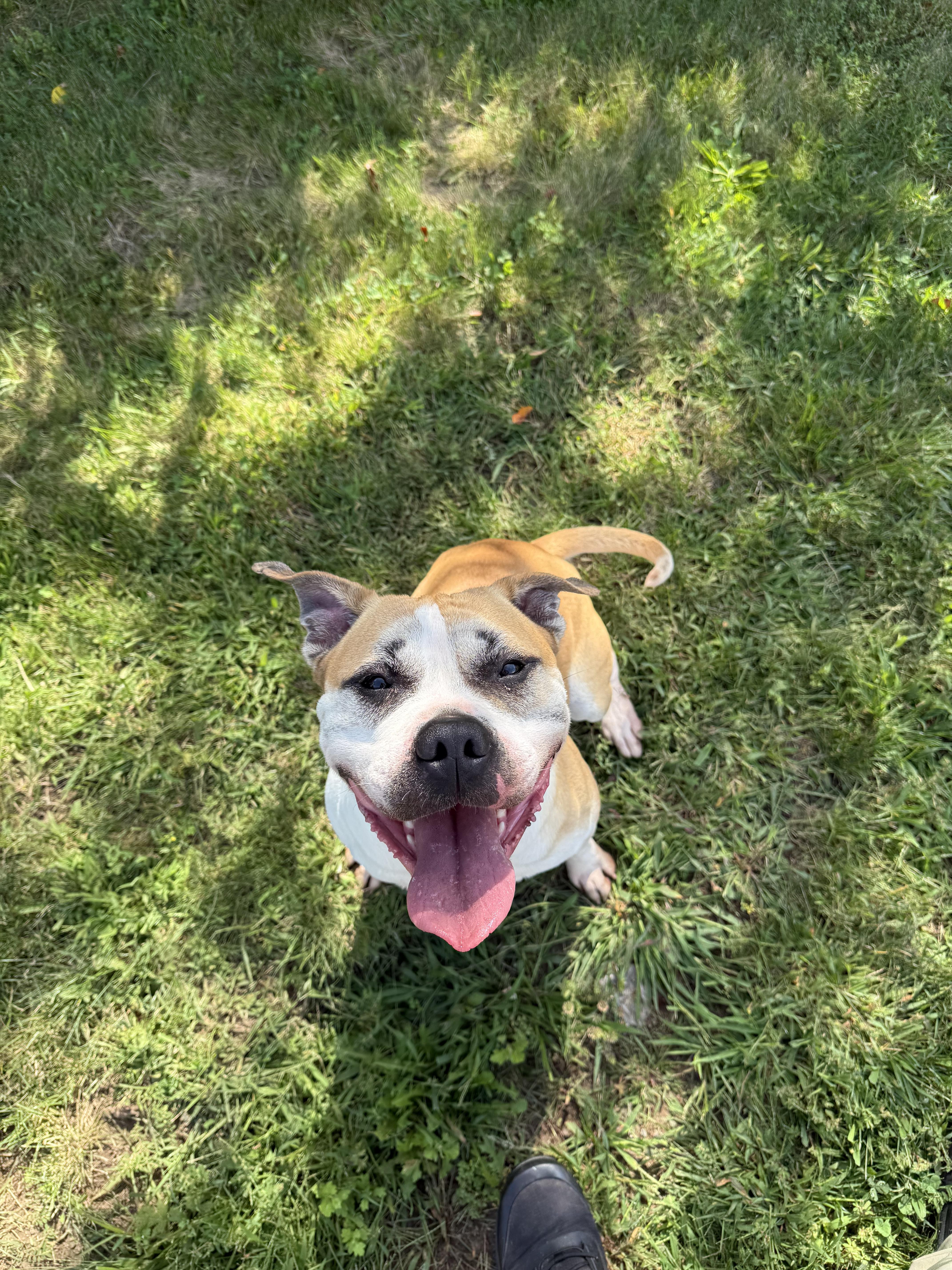Enlarge Tucker, a Adoptable American Bully in East Haven, CT image 1/6