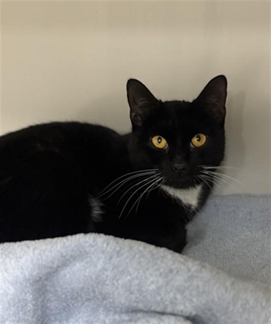 CREAM, Adoptable, Young Female Domestic Short Hair.