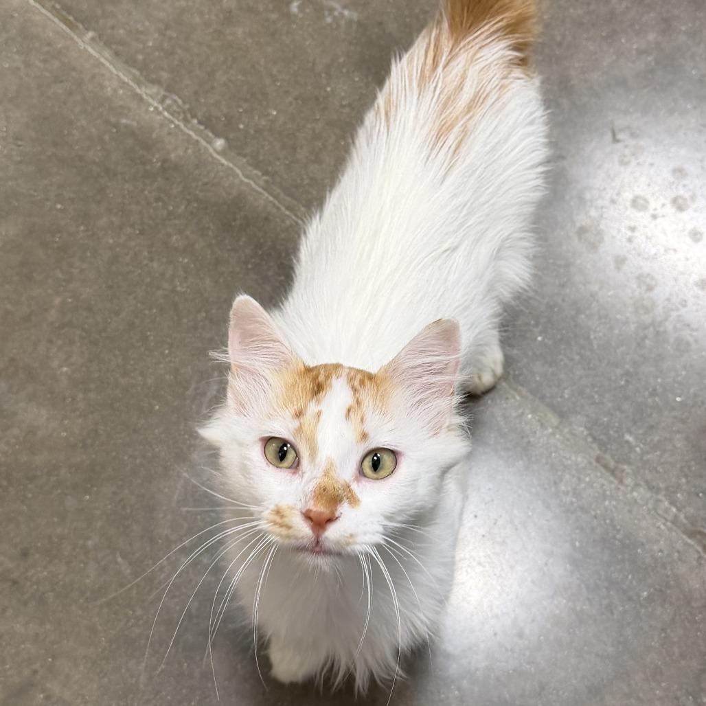 Enlarge Percy, a Adoptable Domestic Short Hair in Coralville, IA image 2/2