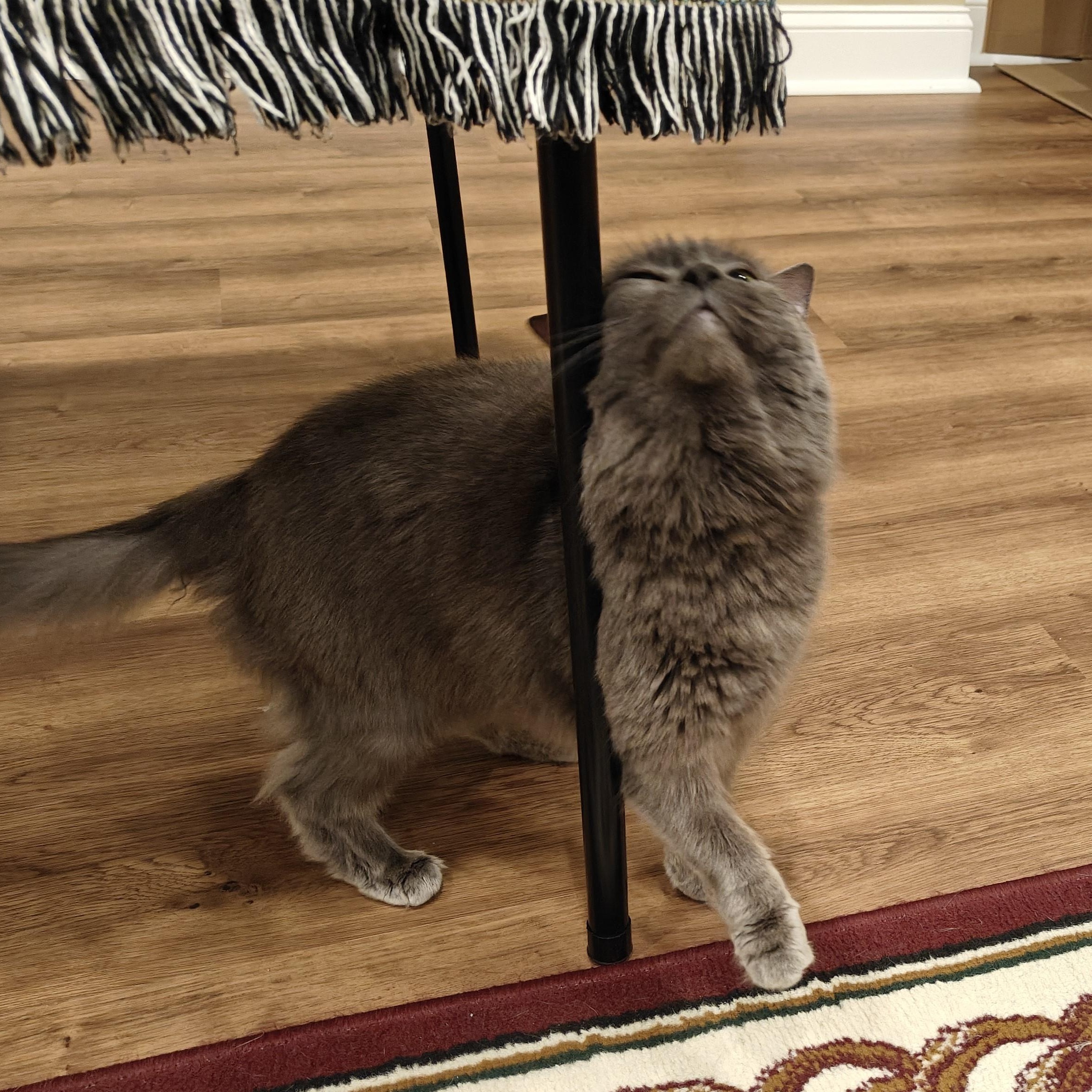 Greystone-Sweet Senior Beauty 4