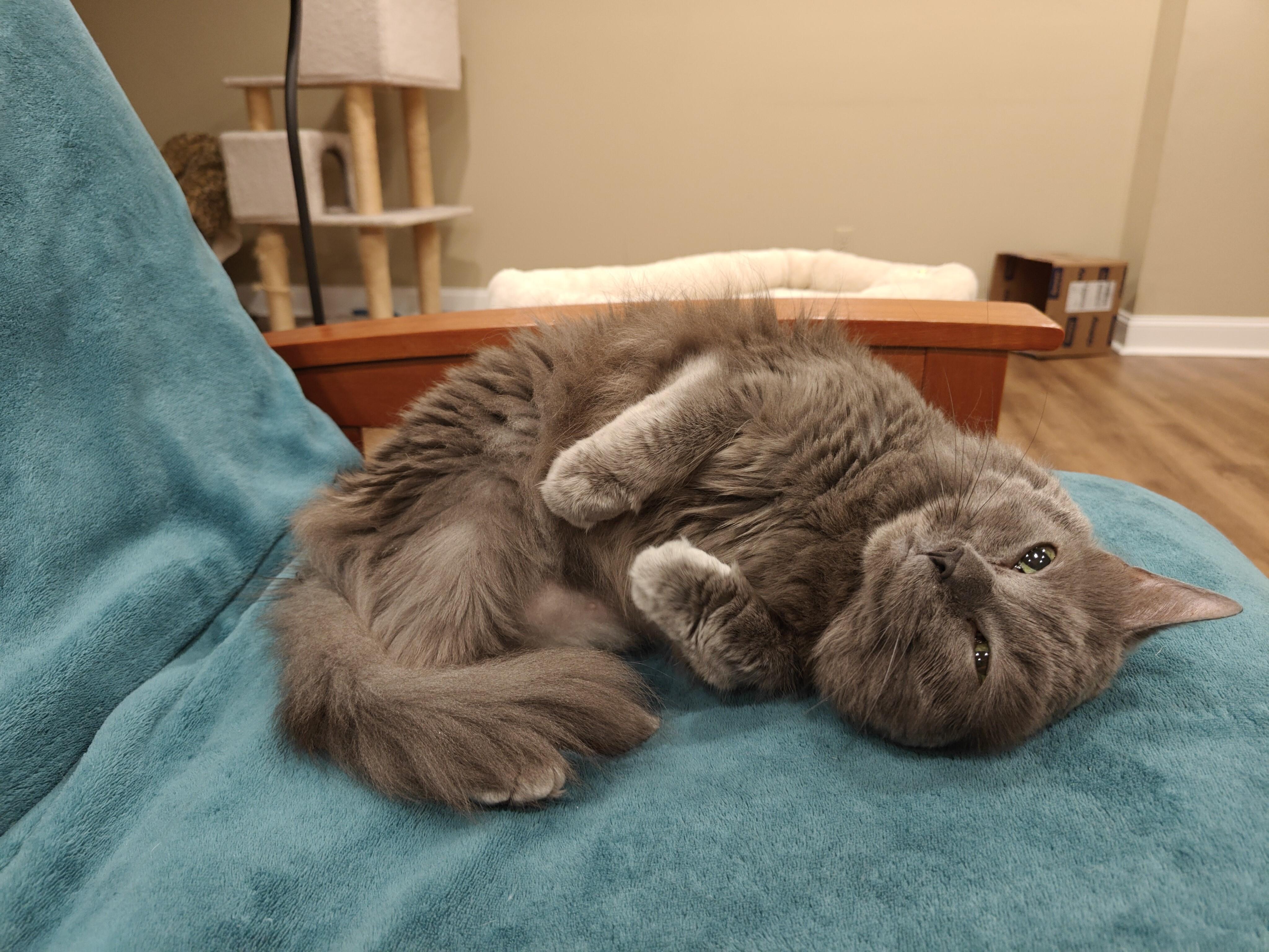 Greystone-Sweet Senior Beauty