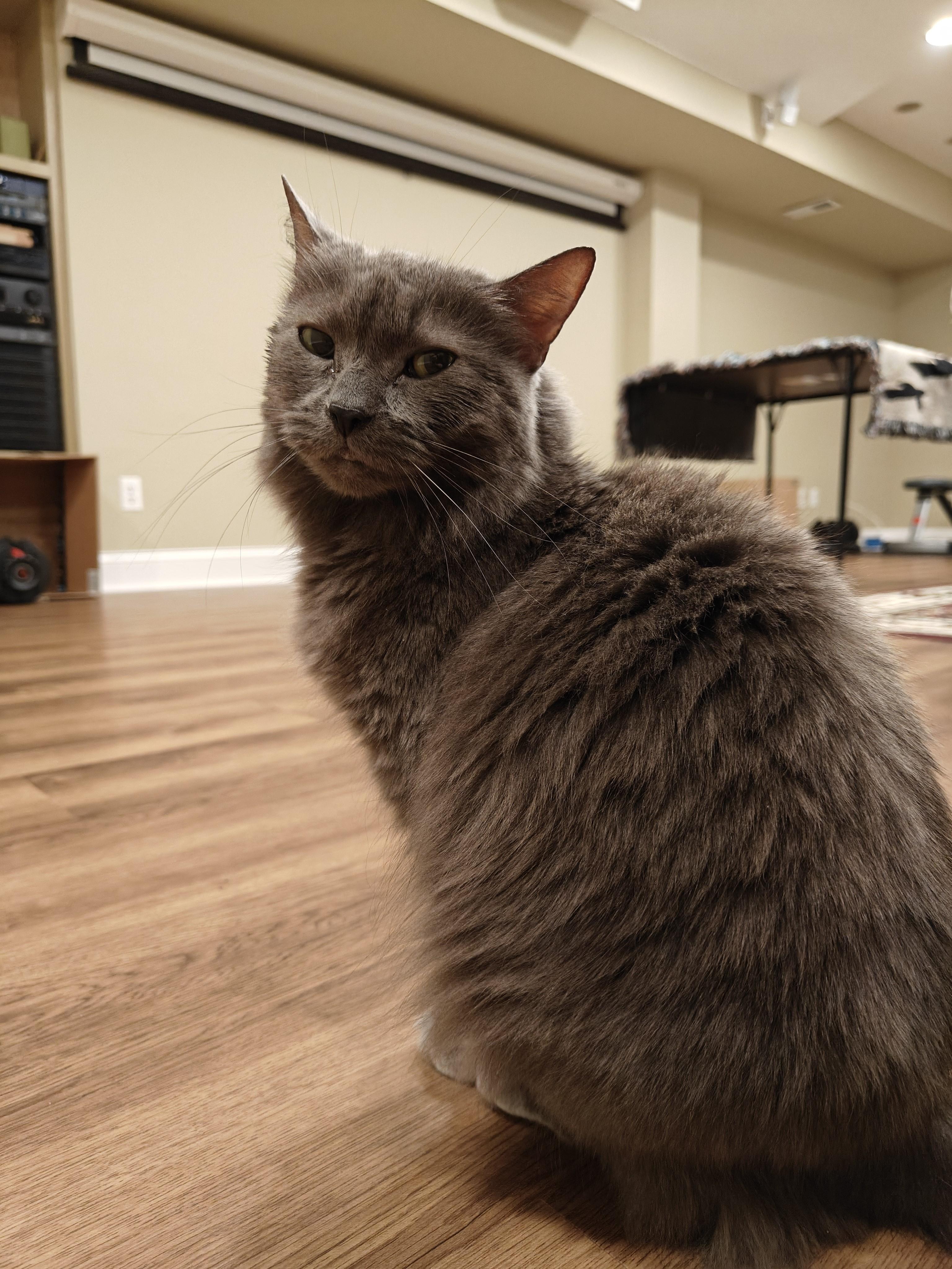 Greystone-Sweet Senior Beauty 2