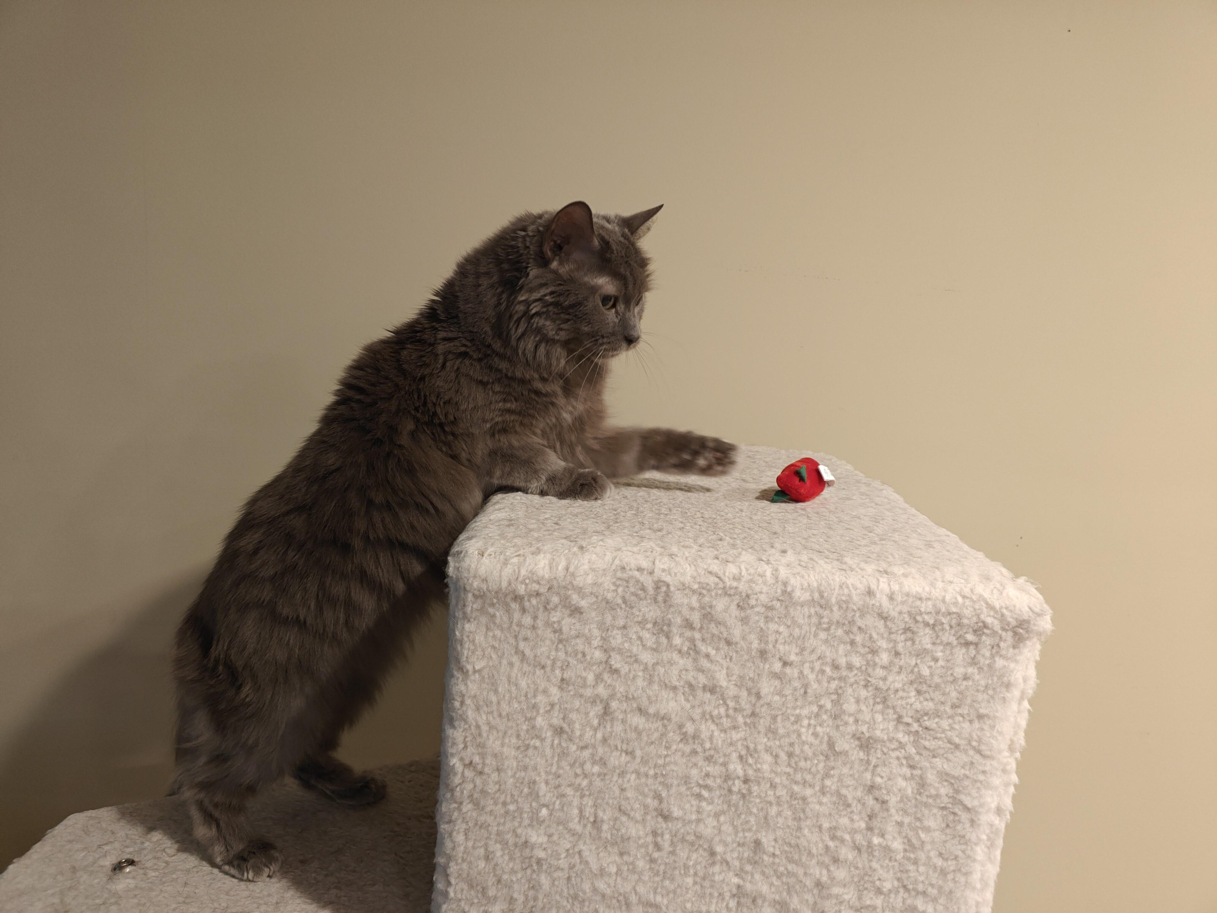 Greystone-Sweet Senior Beauty 5