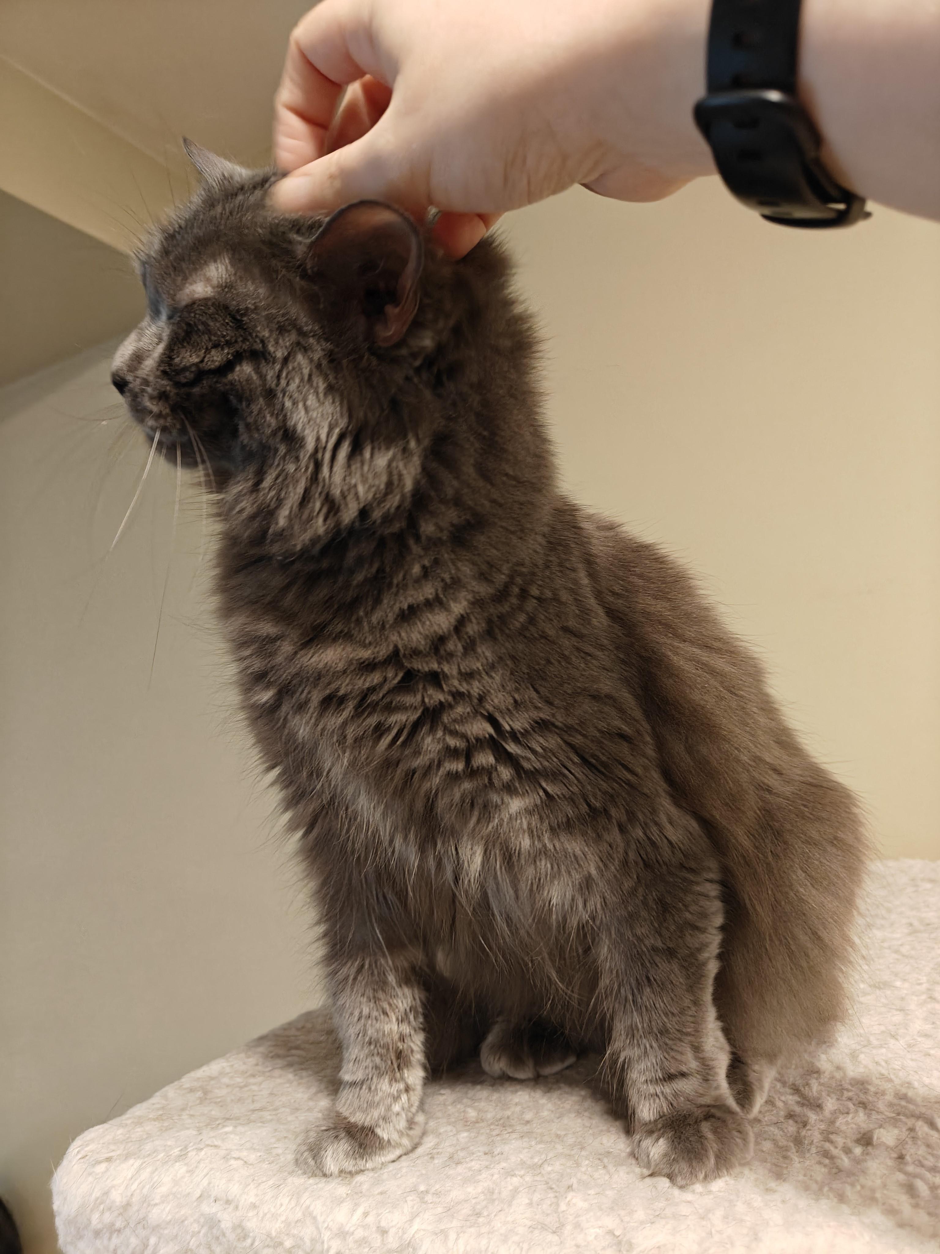 Greystone-Sweet Senior Beauty 3