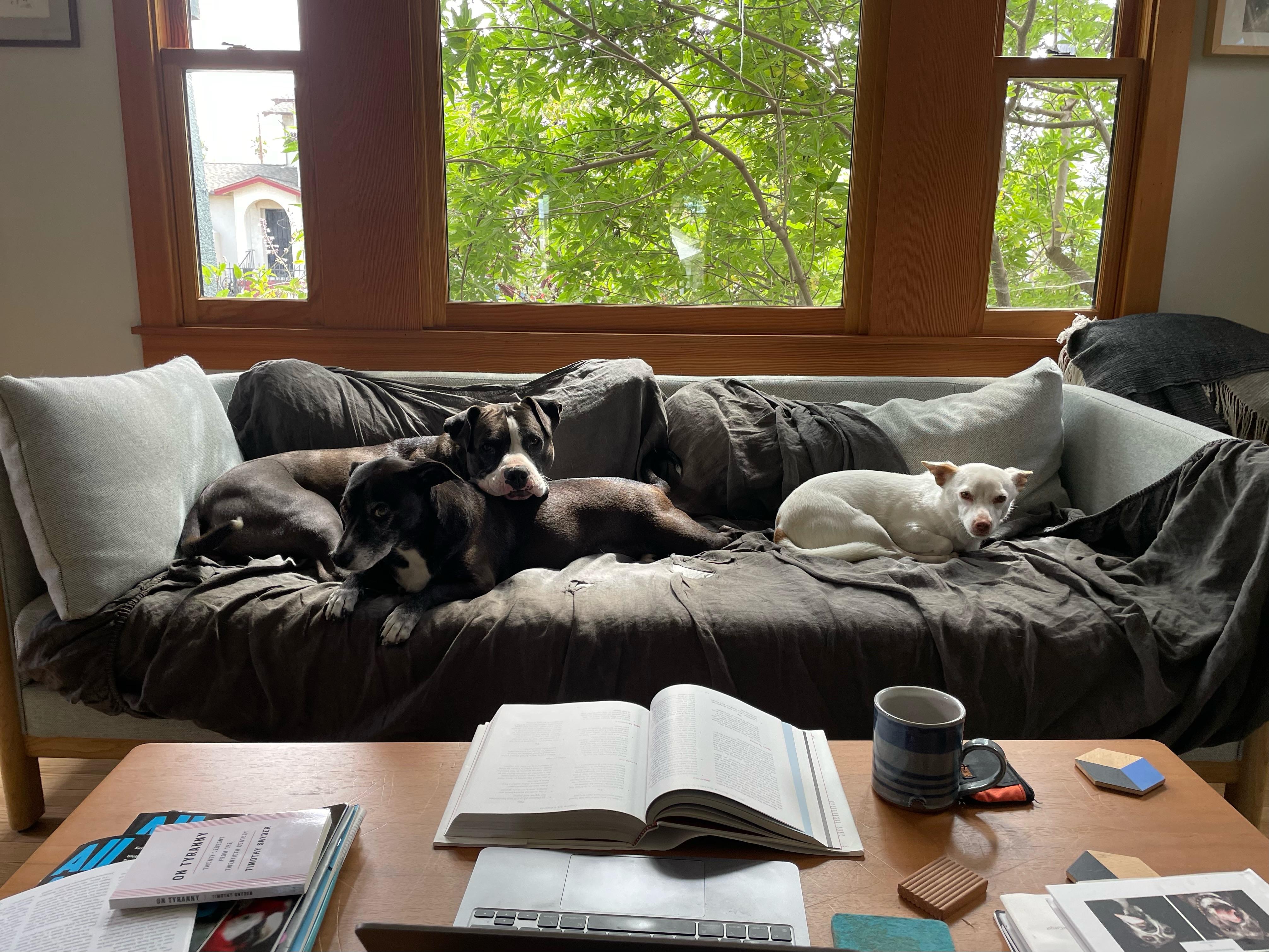 Ollipop, a Adoptable mixed breed in Emeryville, CA image 2/5